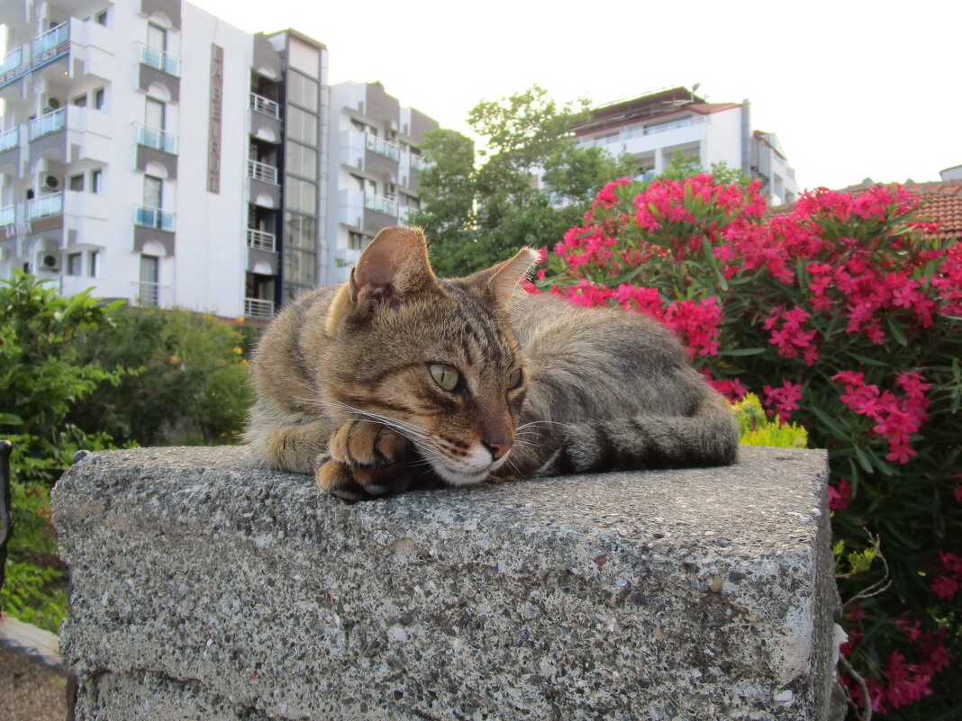 Мармарис июнь Турция - Елена Шаламова Мармарис июнь Турция - Елена Шаламова