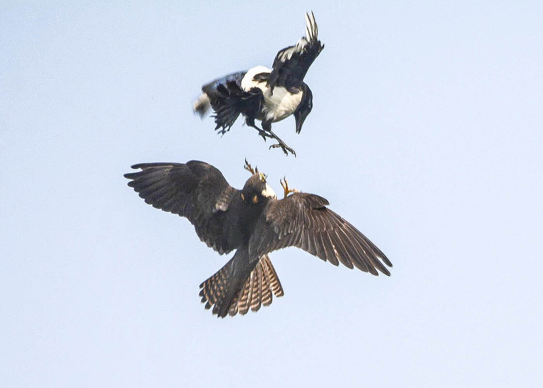 Довыпендривалась! - Михаил Белоусов