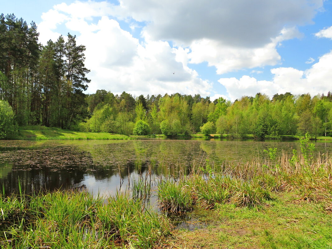 На весеннем пруду - Андрей Снегерёв