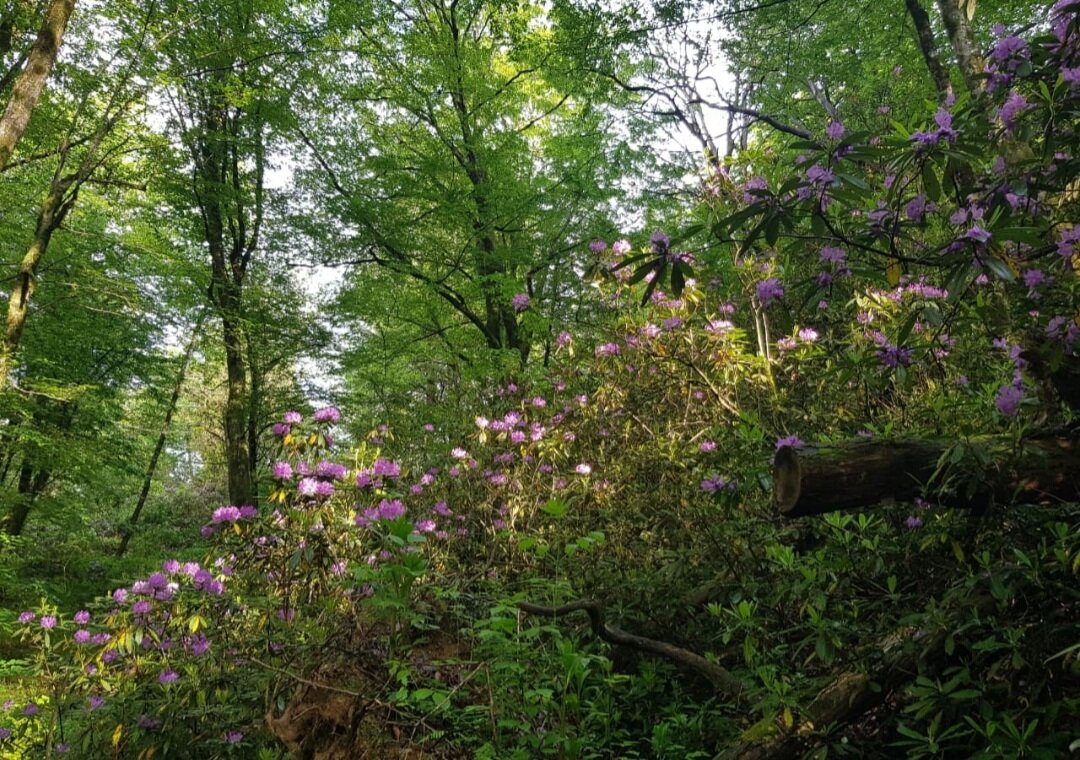 Рододендроновый лес - Tata Wolf