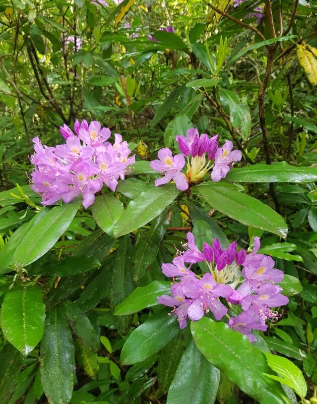 Рододендрон - Tata Wolf