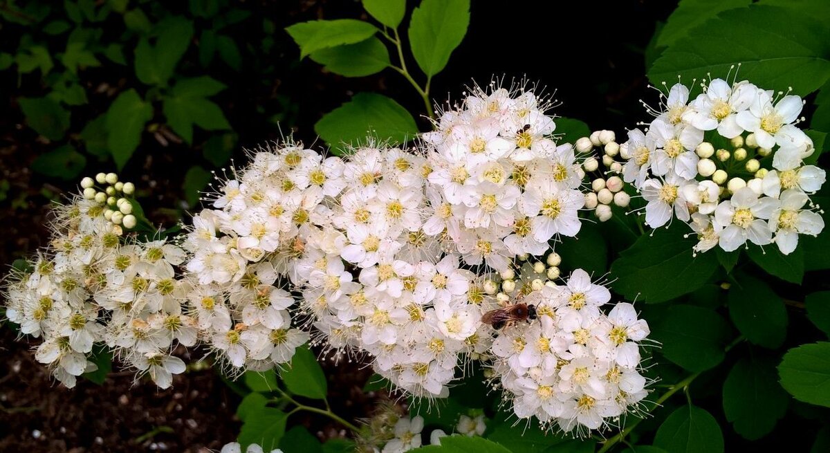 Цветущий май - Елена Семигина Цветущий май - Елена Семигина