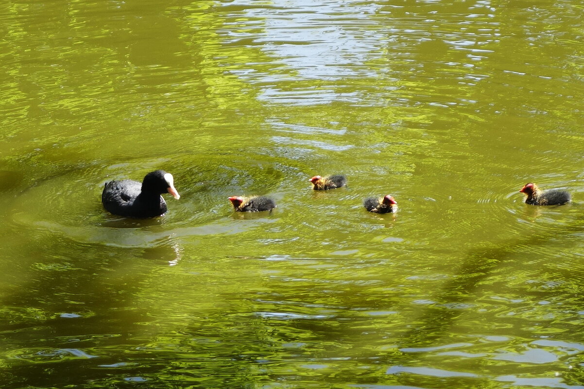 Лысуха с малышами - Рита Симонова Лысуха с малышами - Рита Симонова