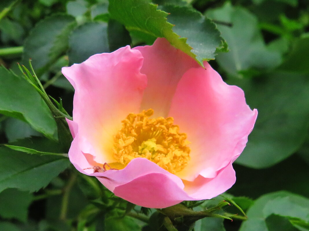 Нежный цветок шиповника - Андрей Снегерёв Нежный цветок шиповника - Андрей Снегерёв