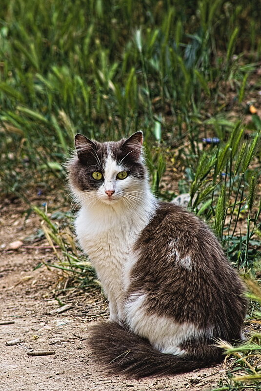 Да да - Giant Tao / Да да - Giant Tao /