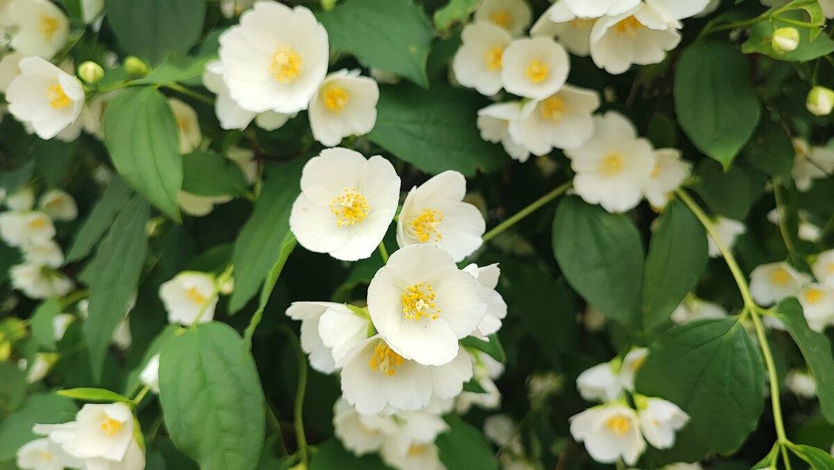 ,,, - Сергей Тимоновский