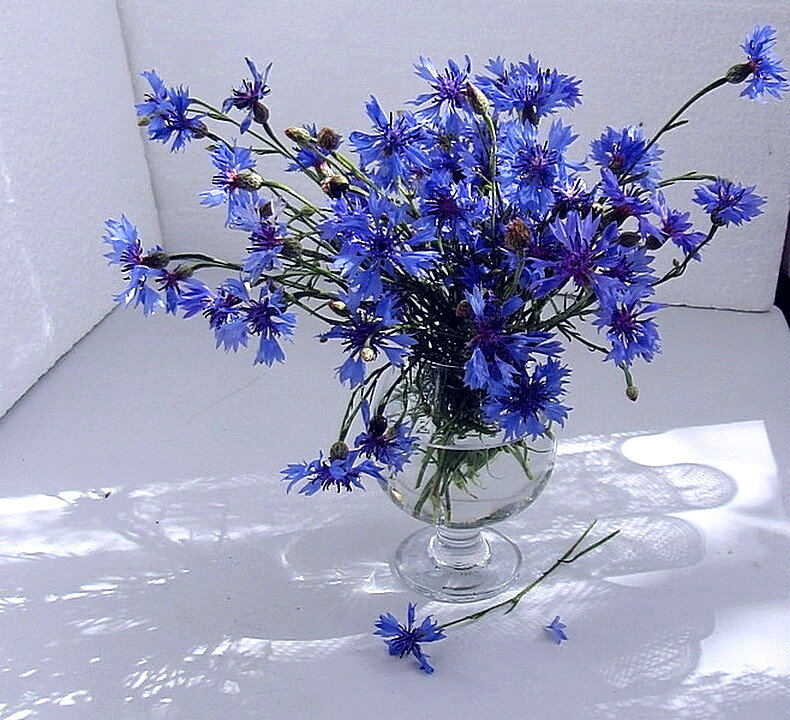 ПОЛЕВЫЕ  ! - ivana 