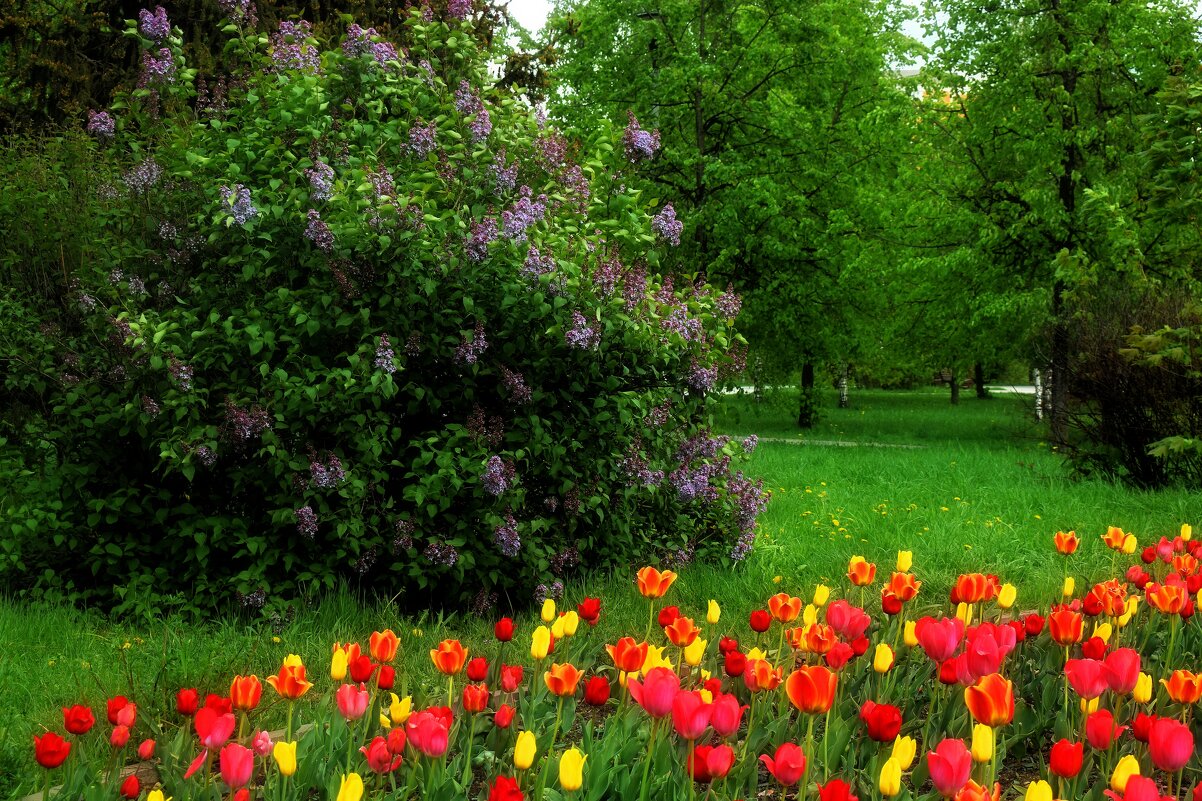 Уходит май, оставив дух сирени. - Татьяна Помогалова Уходит май, оставив дух сирени. - Татьяна Помогалова