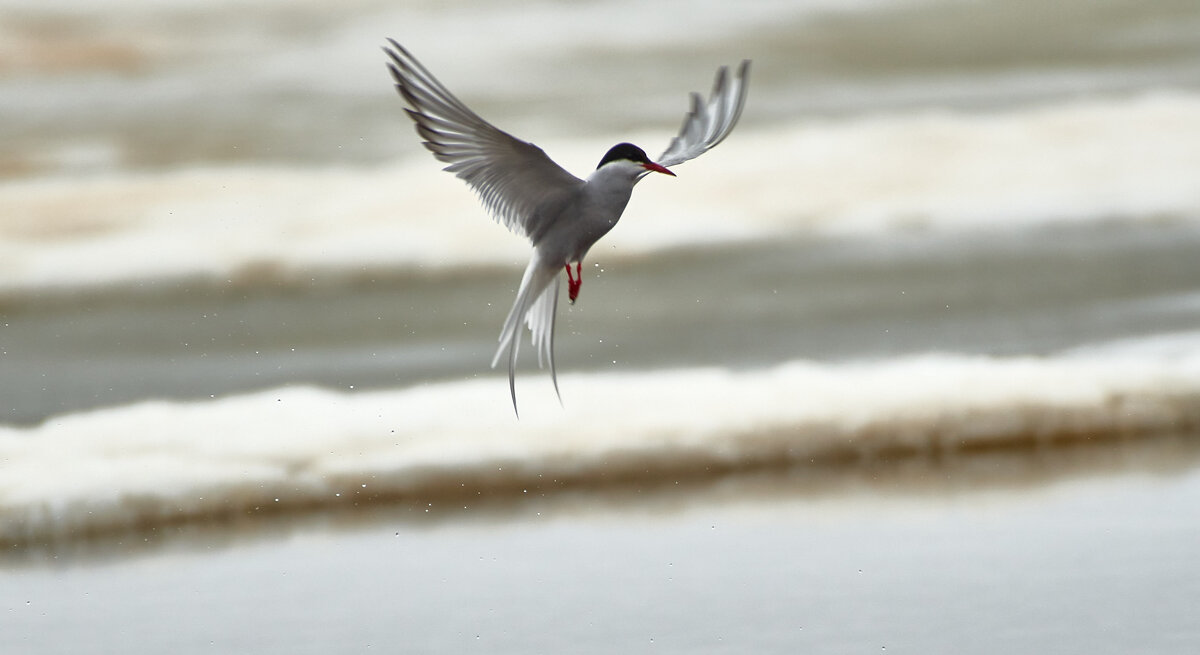 Как птица феникс - Игорь Шабалин