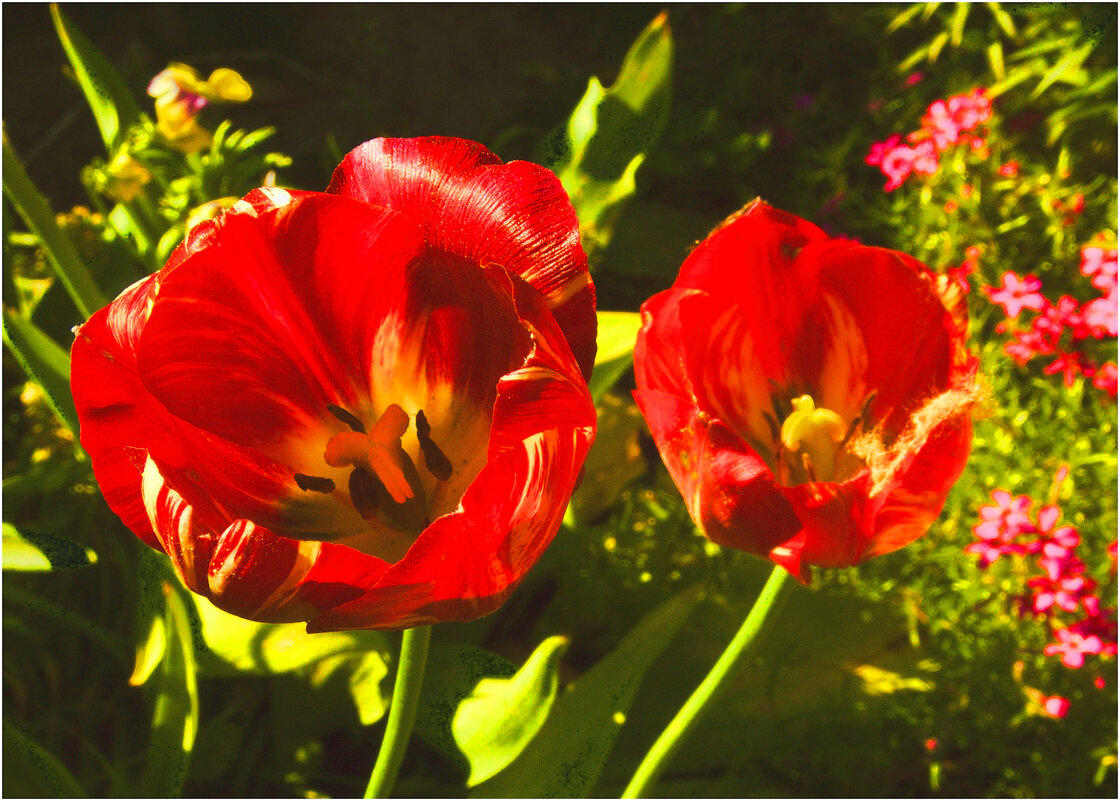 Майское утро - Валентин Котляров Майское утро - Валентин Котляров