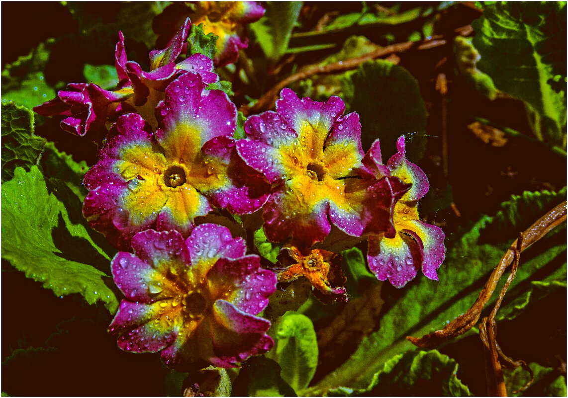 Дачные - Валентин Котляров