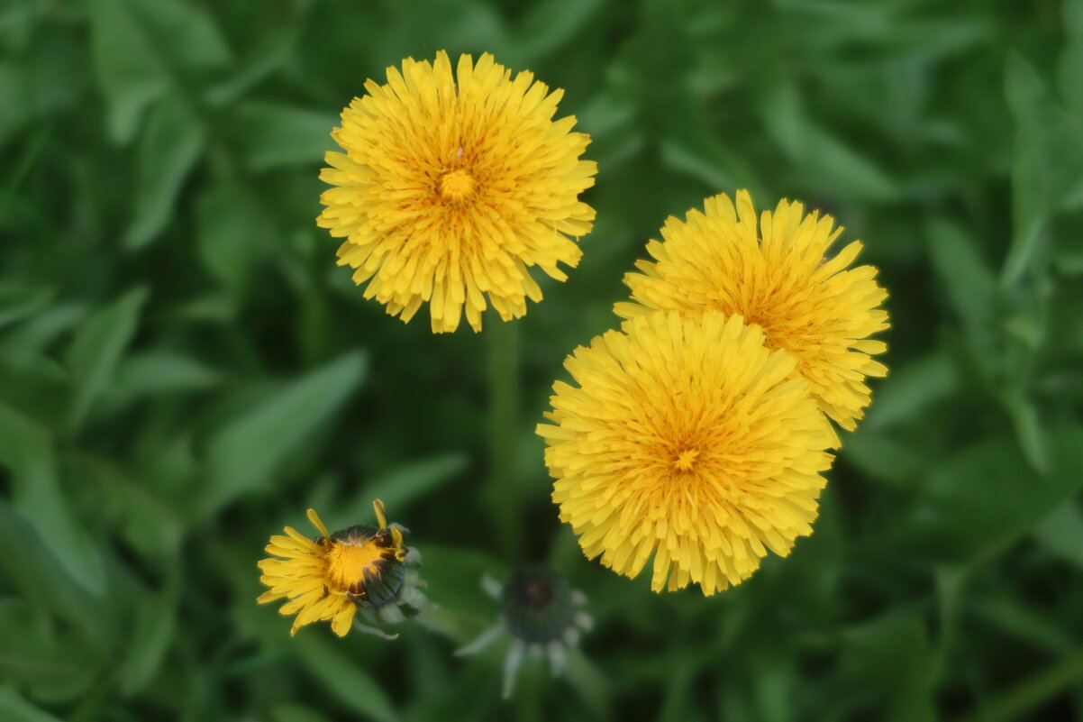 Одуваны - Дмитрий И_ Одуваны - Дмитрий И_