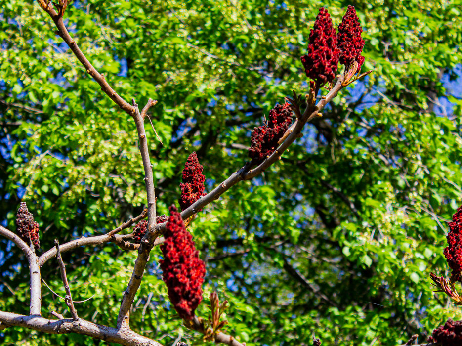Сумах оленерогий - Светлана SvetNika17