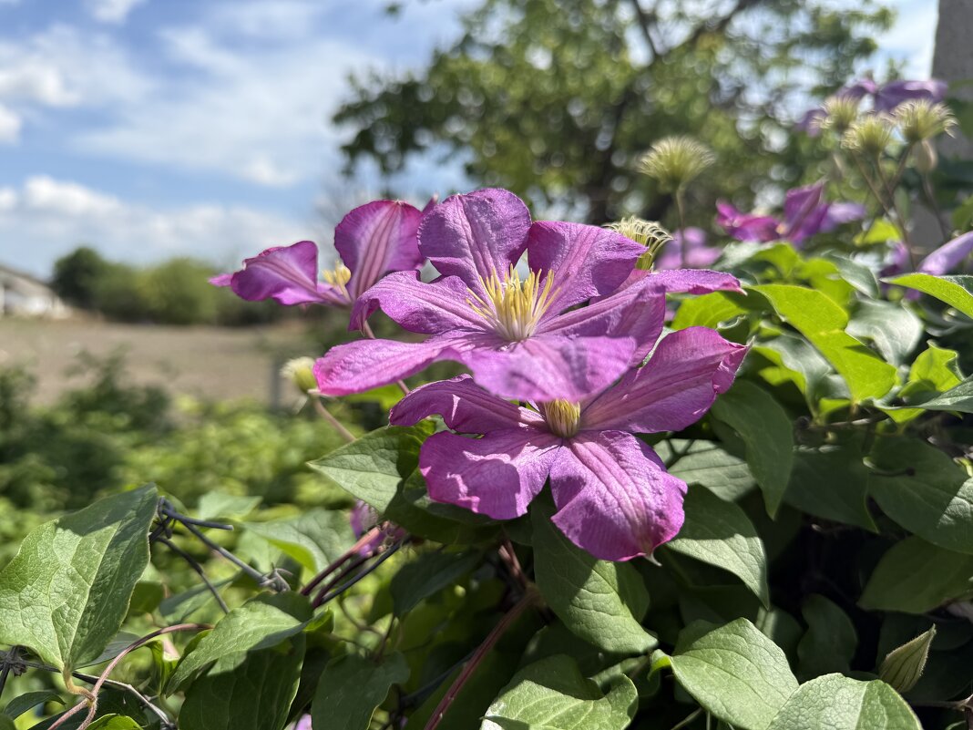 Клематис. - Валентина . Клематис. - Валентина .