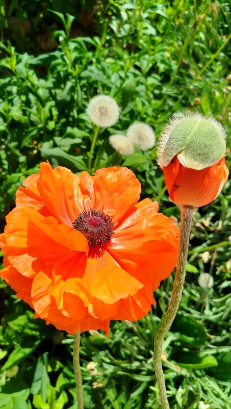 Мак во всей красе - светлана льдокова Мак во всей красе - светлана льдокова