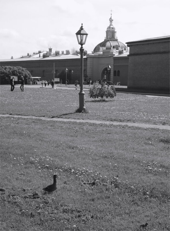 на лужайке с одуванчиками - sv.kaschuk 