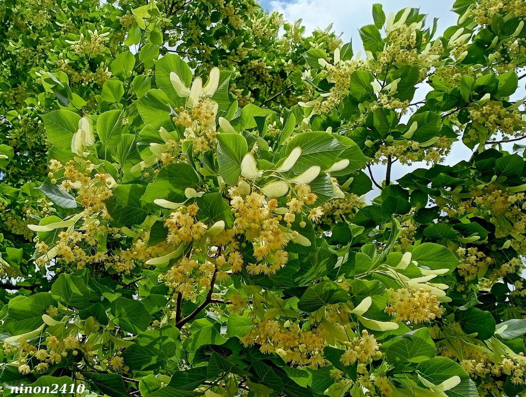 Липа цветёт... - Нина Бутко Липа цветёт... - Нина Бутко