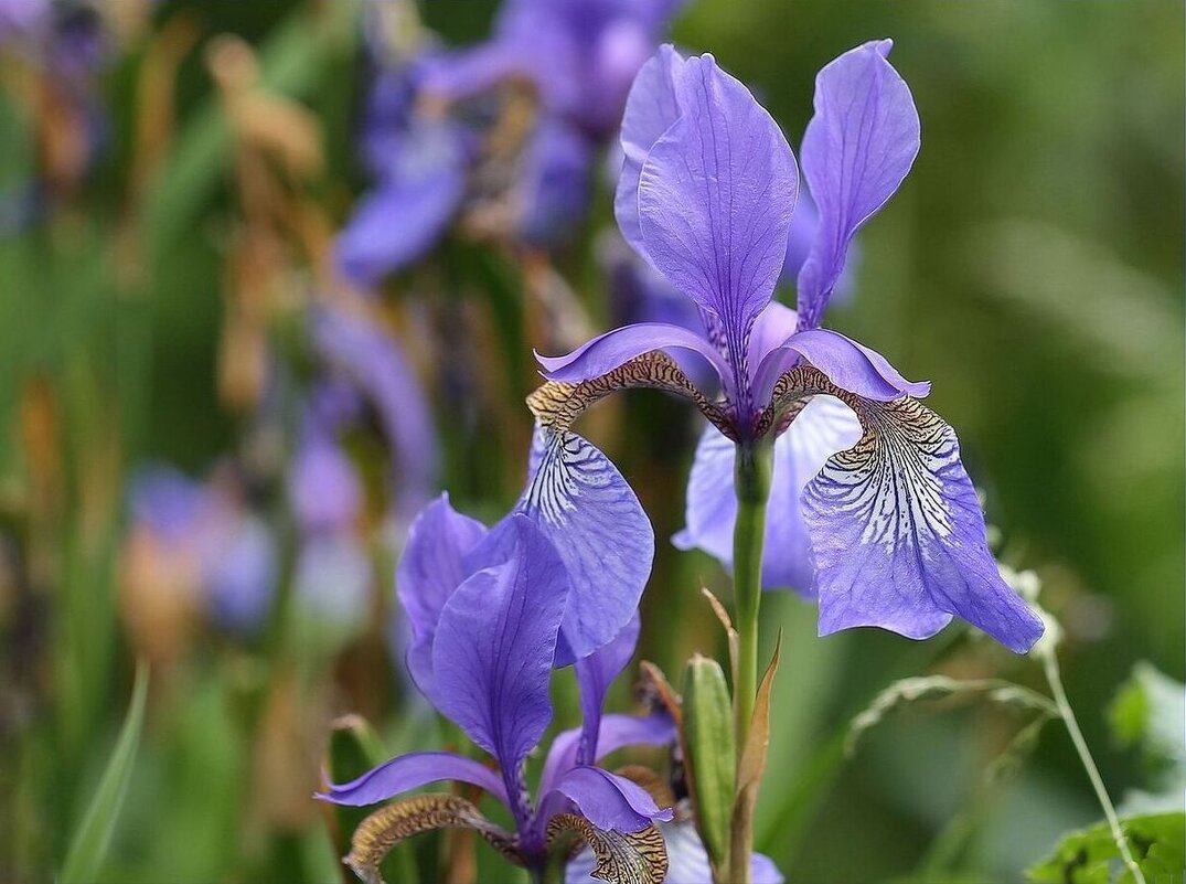 Завтра-Лето - ZNatasha -