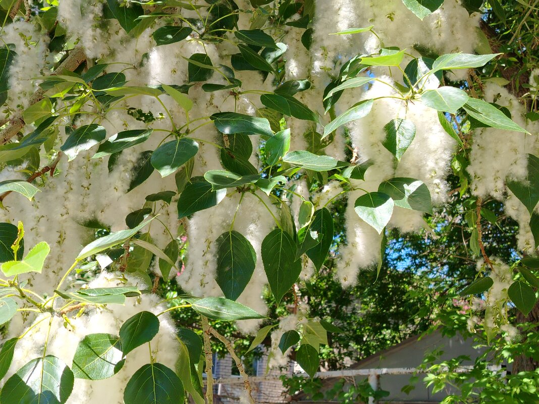 Тополиный пух - Надежда 