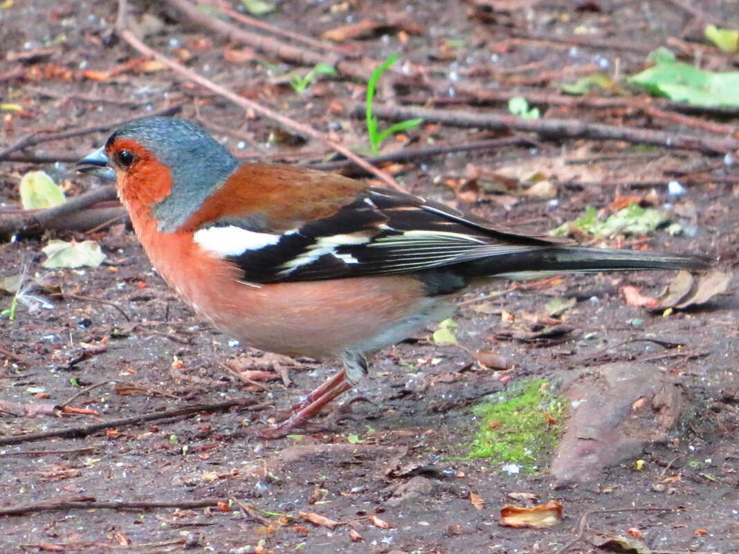 Зяблик - Андрей Снегерёв Зяблик - Андрей Снегерёв