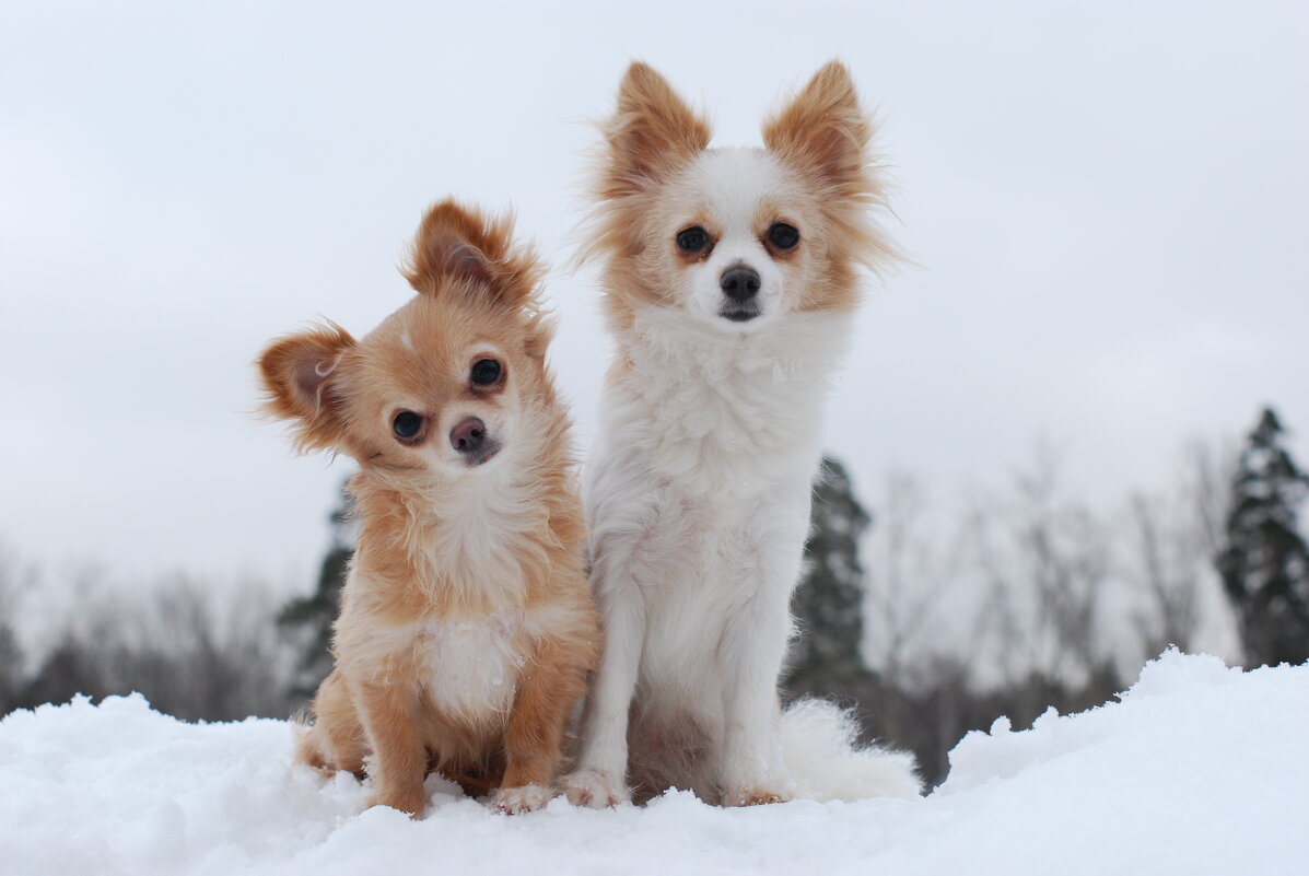 "Тоже собаки:))" - Рудаков Сергей "Тоже собаки:))" - Рудаков Сергей