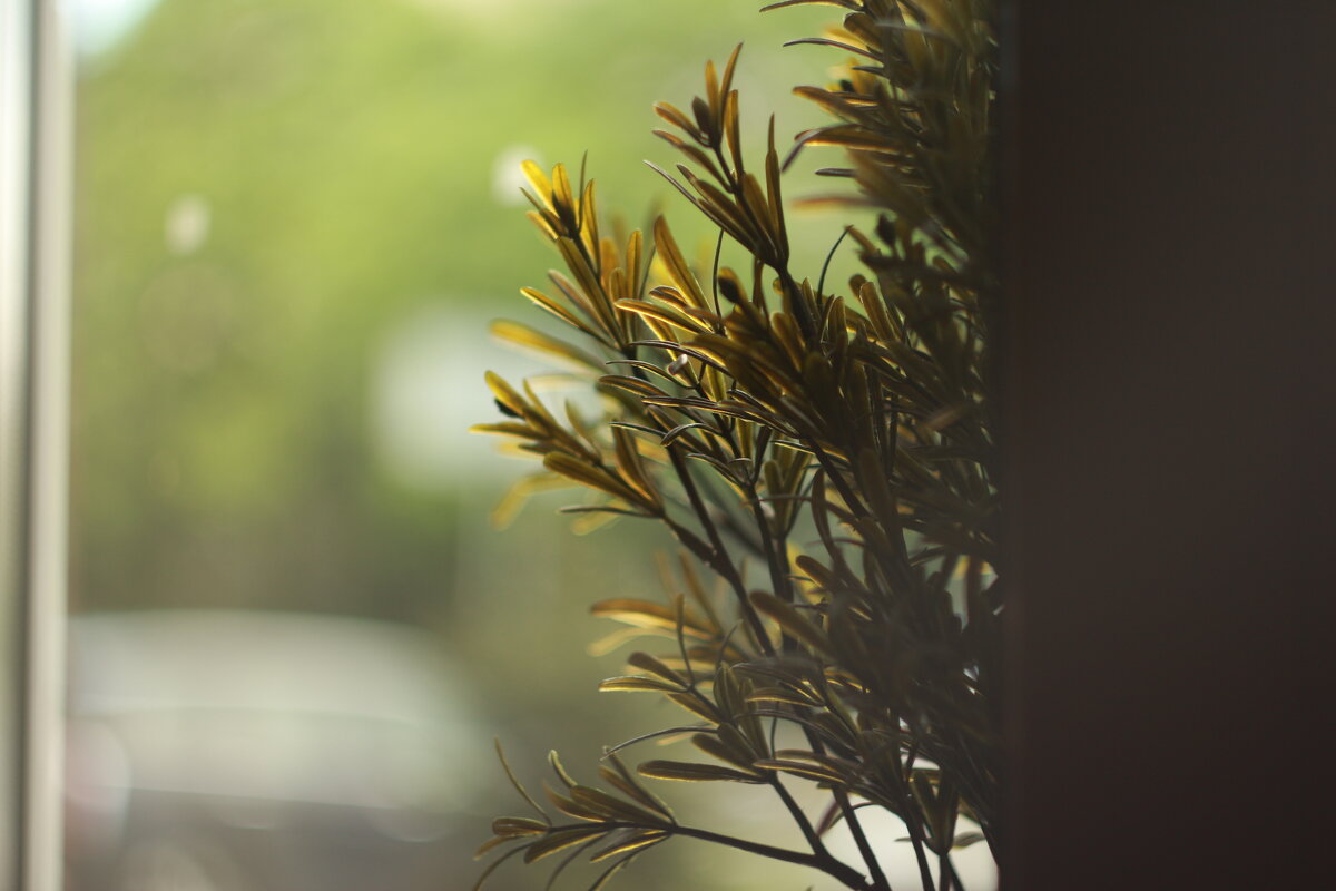 Ветка - Максим Егоров