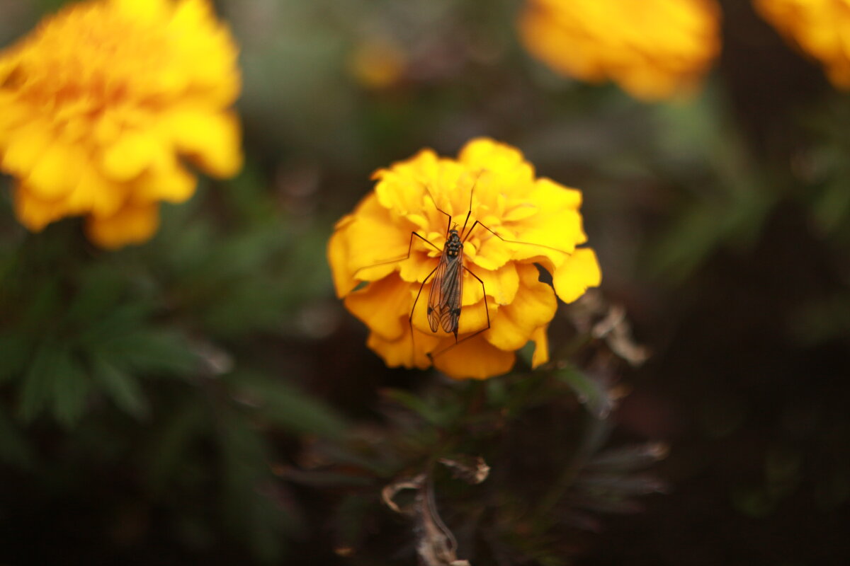 Цветок и насекомое - Максим Егоров