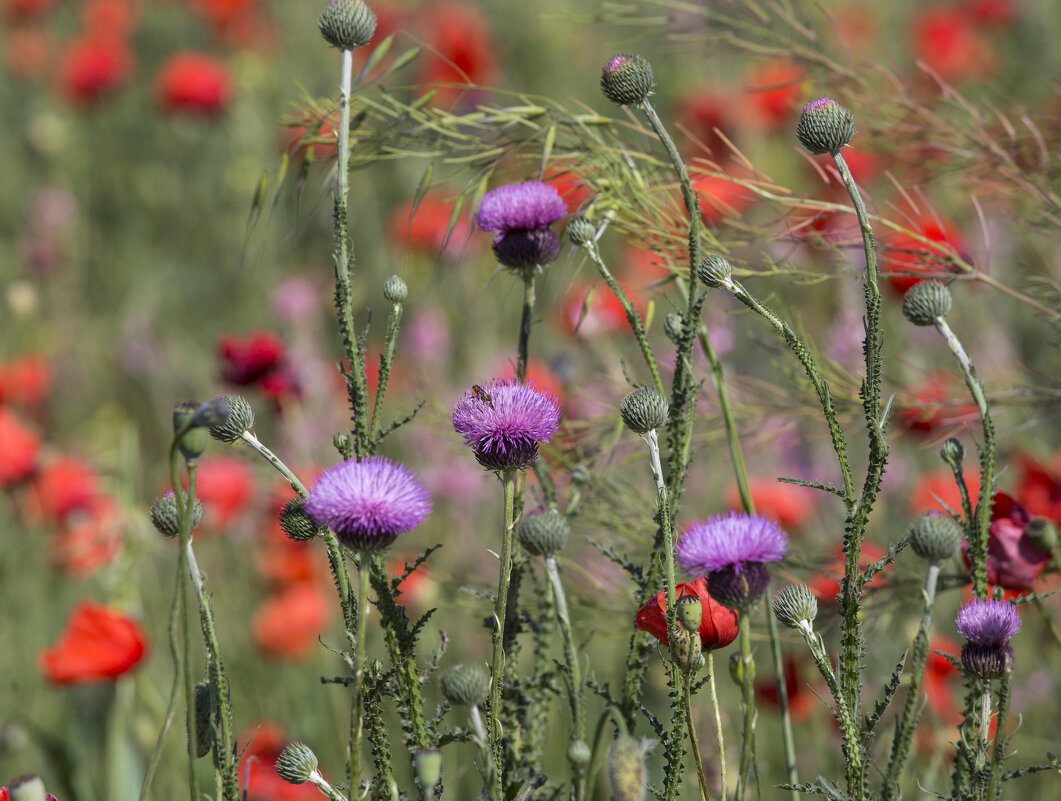 Ах, как же прекрасны эти цветочные поля.... - Светлана Тихонина Ах, как же прекрасны эти цветочные поля.... - Светлана Тихонина