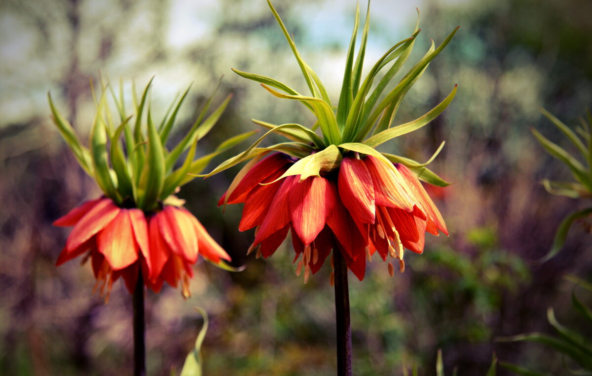 Рябчик. - Маргарита ( Марта ) Дрожжина