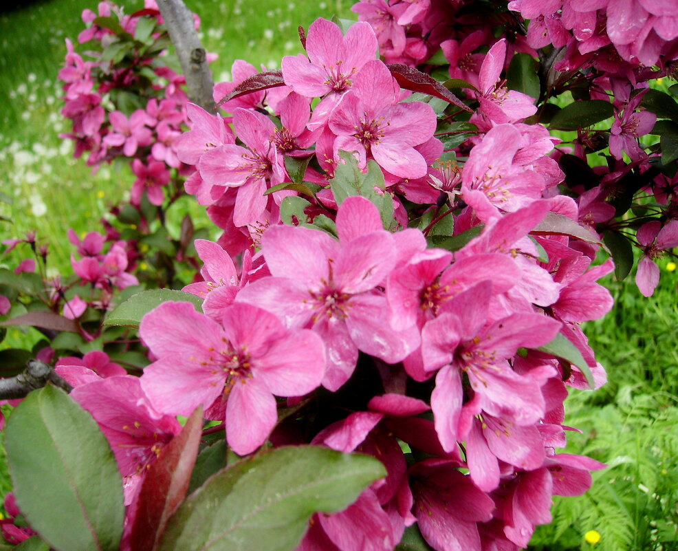 Декоративная яблоня. - VasiLina *