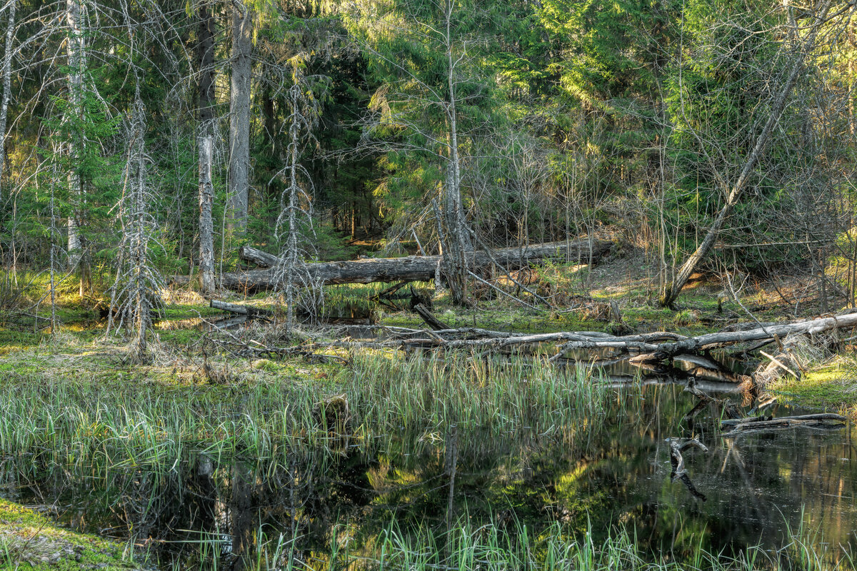 Про болото - Владимир Колесников