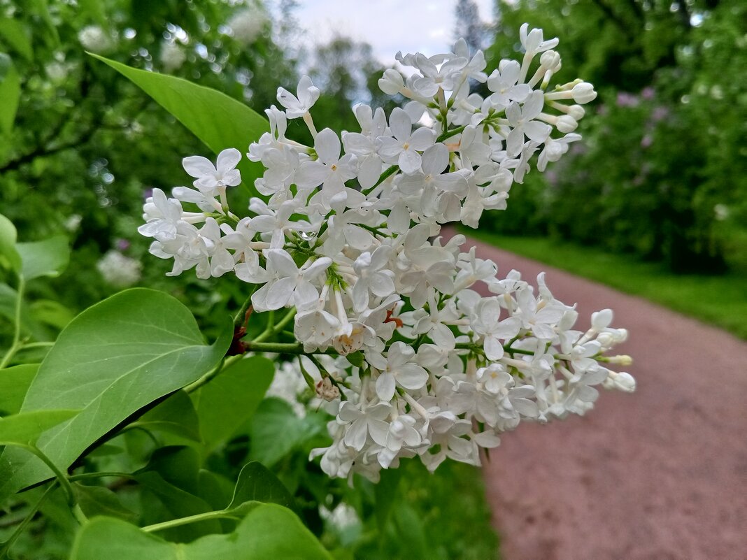 Сирень - Сапсан 