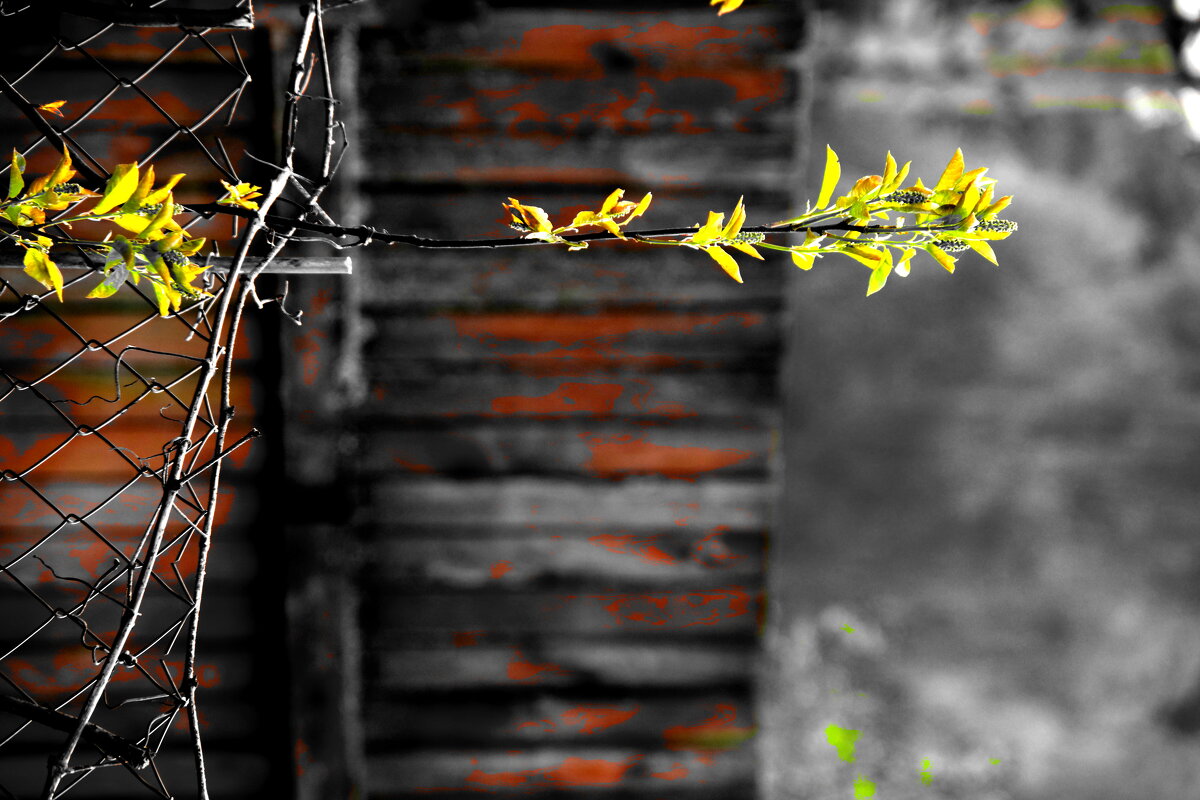 ..... - Руслан 