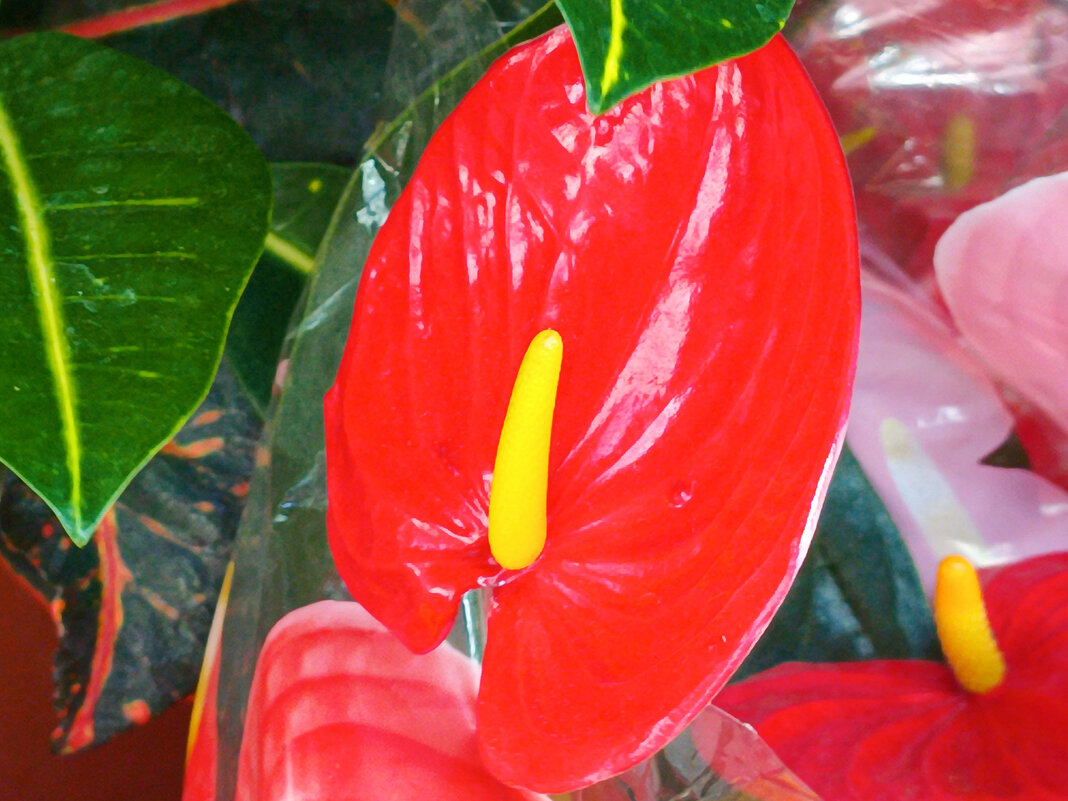 Антуриум. - Argaman Табашник