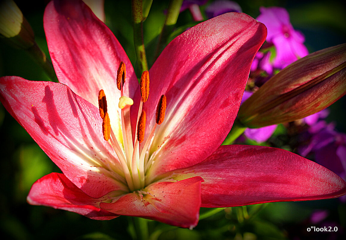 они на радость нам даны - Олег Лукьянов они на радость нам даны - Олег Лукьянов