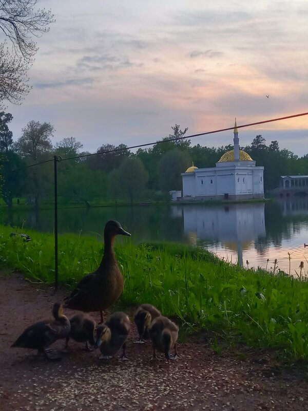 Утята - Сапсан 
