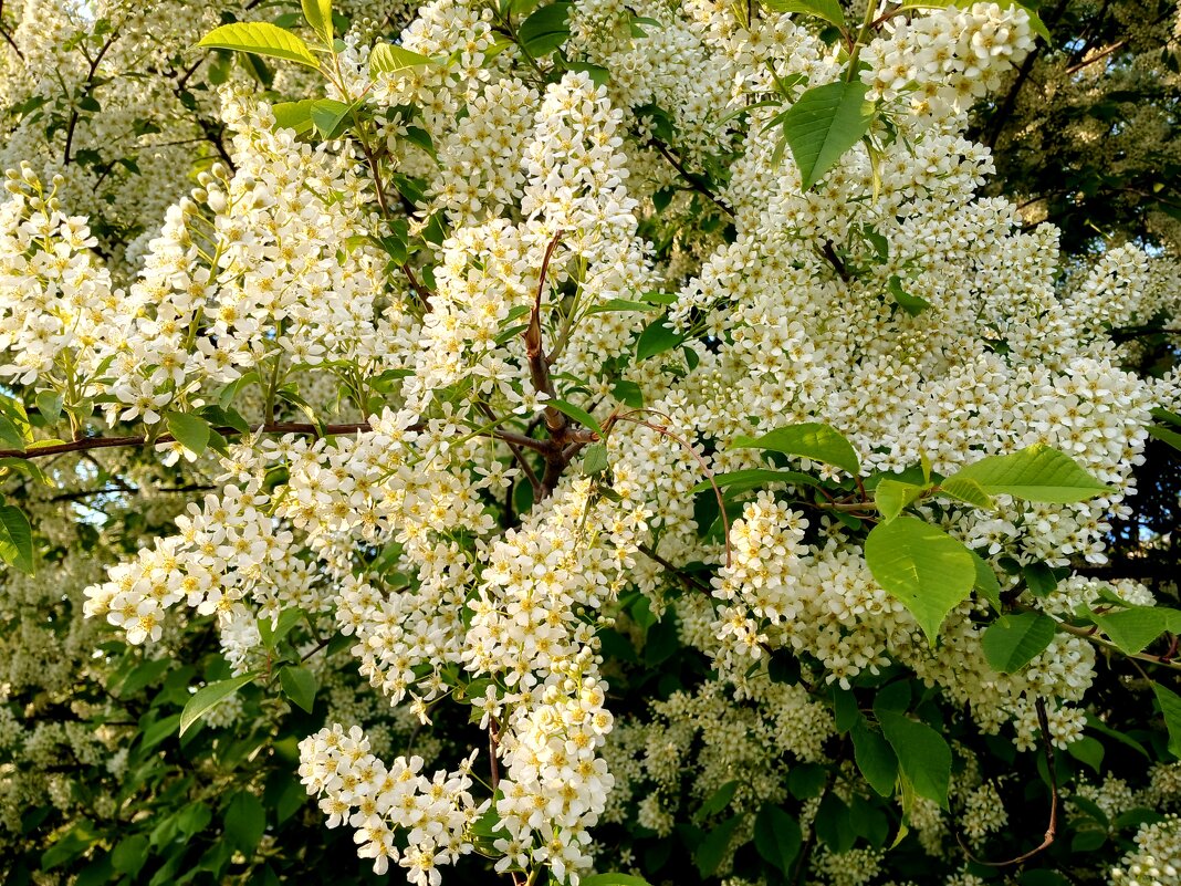 Цвела черёмуха. - Лия ☼