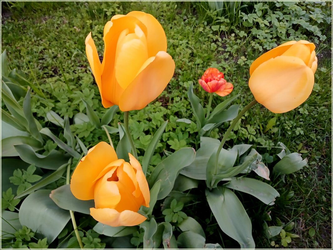 До свидания, любимая весна! - Лия ☼