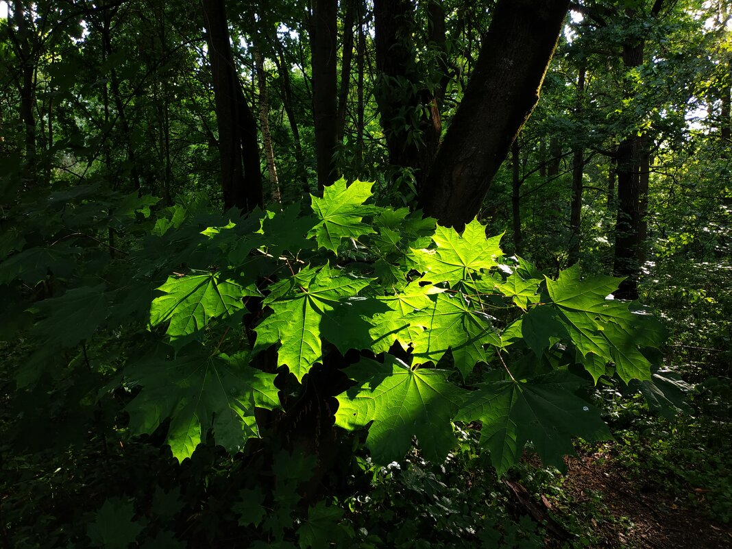 Отмаялись! - Андрей Лукьянов