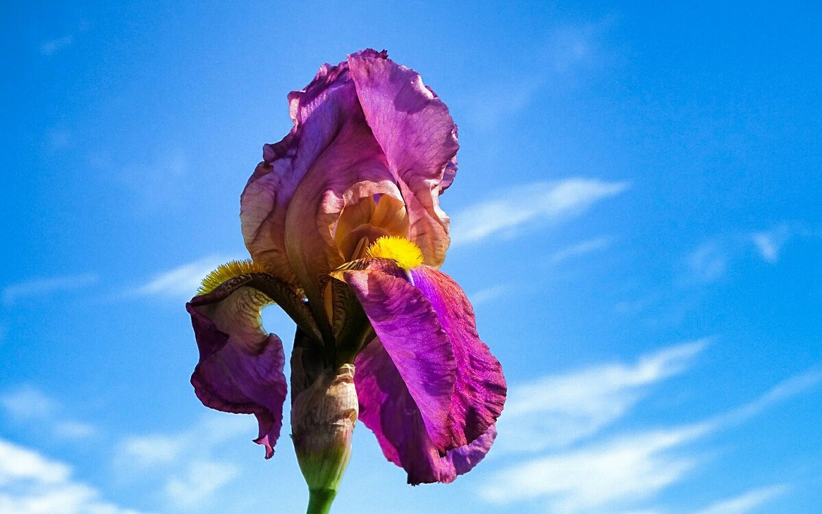Ирис на фоне голубого неба. - Милешкин Владимир Алексеевич 