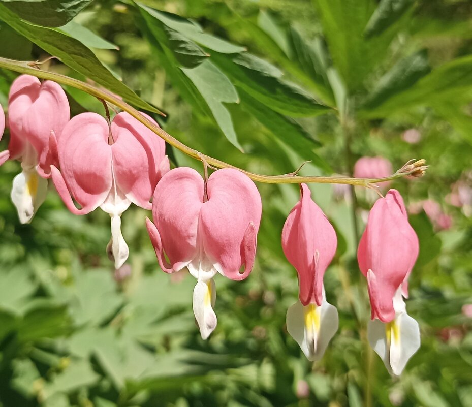 Солнечное лето - Pippa 