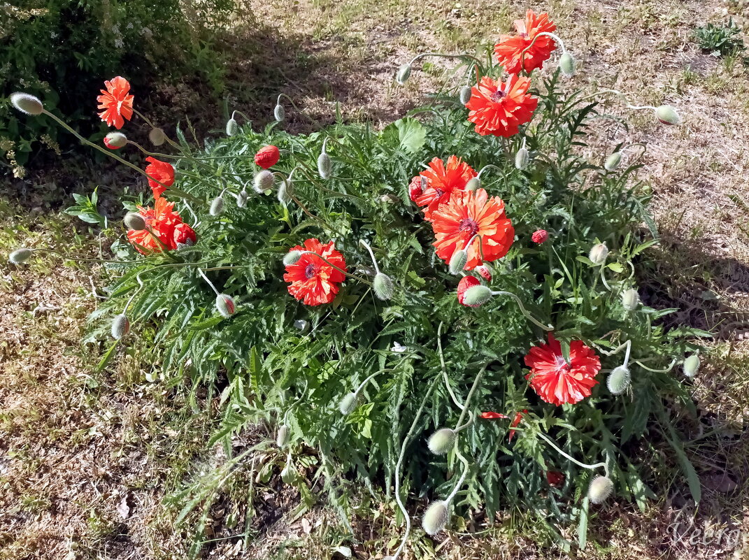 Декоративный мак - Veera V