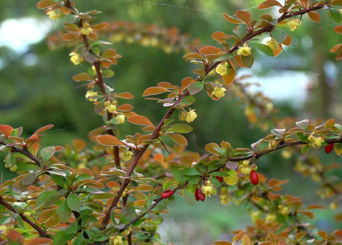 Весенний барбарис - Syntaxist (Светлана) Весенний барбарис - Syntaxist (Светлана)