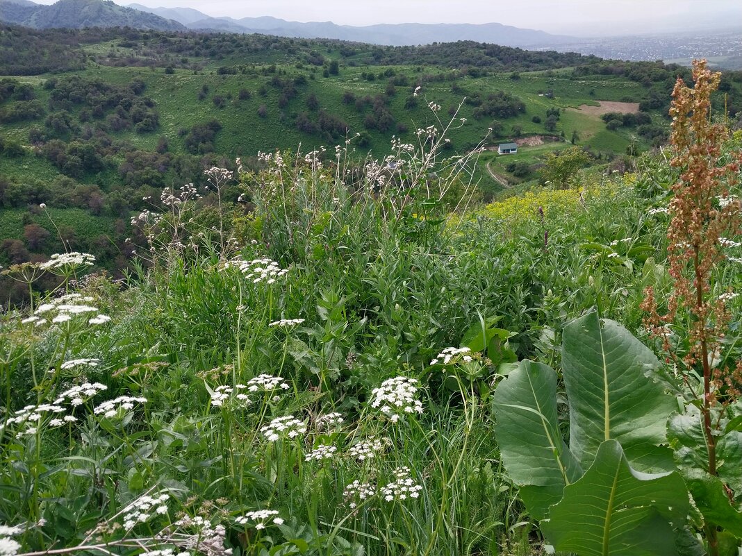 Ak Bulak. Talgar. - Murat Bukaev Ak Bulak. Talgar. - Murat Bukaev