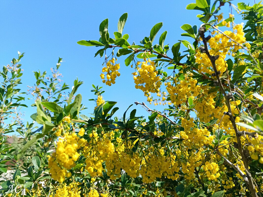 На фоне голубого неба - Любовь Сахарова