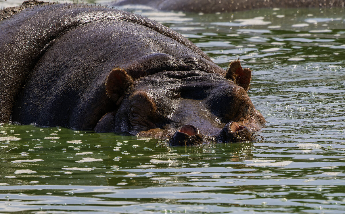 Тепленькая ... - Alexander Amromin Тепленькая ... - Alexander Amromin