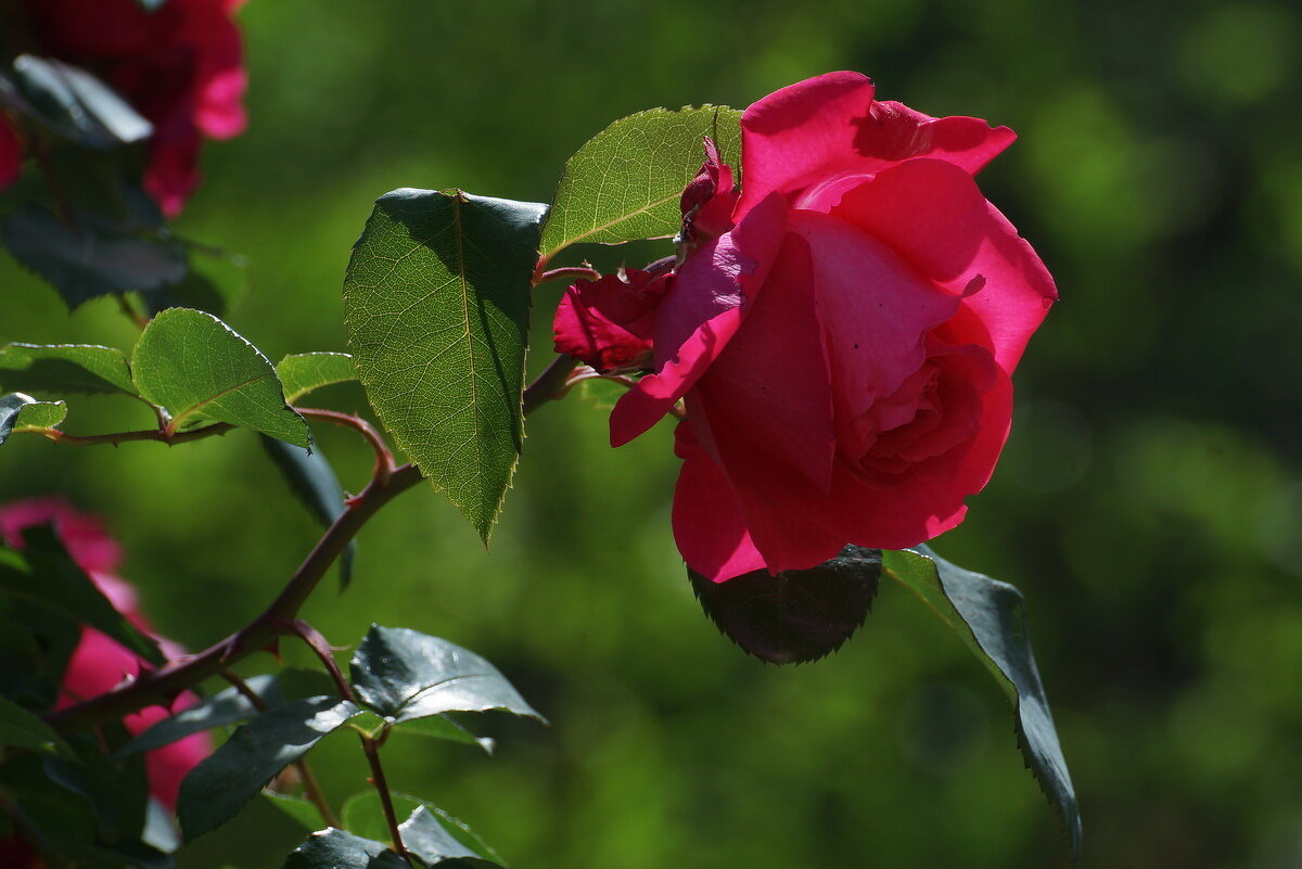 И вот ОНО ЛЕТО... - Николай Саржанов И вот ОНО ЛЕТО... - Николай Саржанов