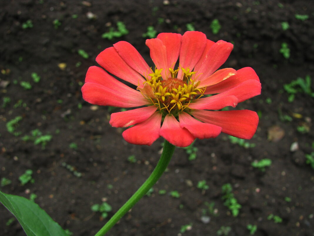 Цинния - Людмила Смородинская