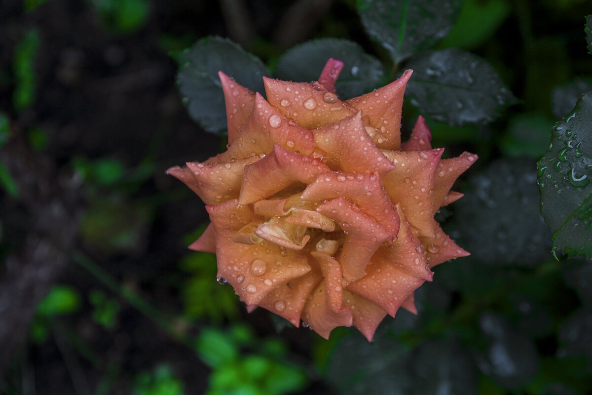 Флорибунда после дождя - Валентин Семчишин Флорибунда после дождя - Валентин Семчишин