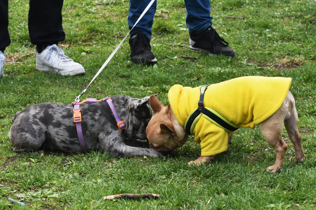 Москва. Парад французских бульдогов в усадьбе «Воронцово». - Наташа ***** Москва. Парад французских бульдогов в усадьбе «Воронцово». - Наташа *****